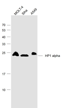 HP1 alpha Mouse Monoclonal Antibody