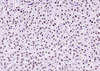 Histone H3 (di methyl K79) Mouse Monoclonal Antibody