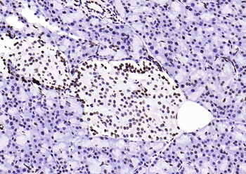 Histone H3 (di methyl K79) Mouse Monoclonal Antibody