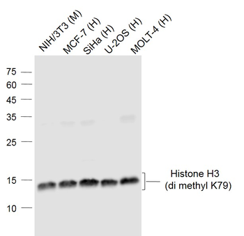 Histone H3 (di methyl K79) Mouse Monoclonal Antibody