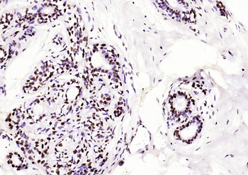 Histone H3 (di methyl K79) Mouse Monoclonal Antibody