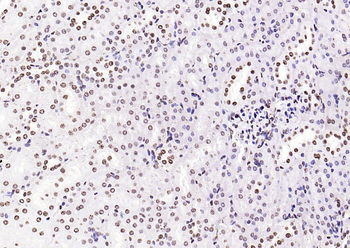 Histone H3 (di methyl K79) Mouse Monoclonal Antibody