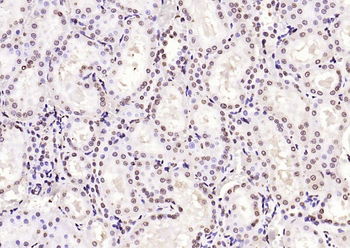 Histone H3 (di methyl K79) Mouse Monoclonal Antibody
