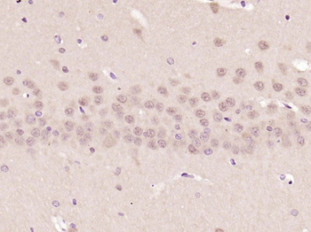 GAPDH Mouse Monoclonal Antibody (Loading Control)