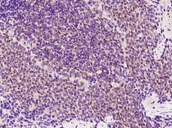 GAPDH Mouse Monoclonal Antibody (Loading Control)