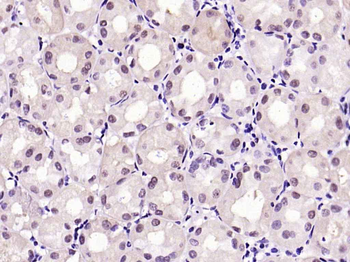 GAPDH Mouse Monoclonal Antibody (Loading Control)
