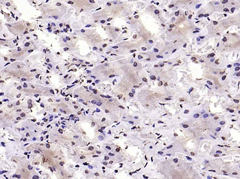 GAPDH Mouse Monoclonal Antibody (Loading Control)