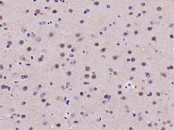 GAPDH Mouse Monoclonal Antibody (Loading Control)