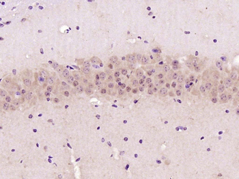 GAPDH Mouse Monoclonal Antibody (Loading Control)