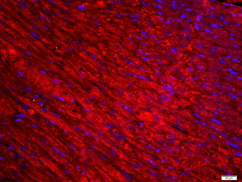 Desmin Rabbit Polyclonal Antibody