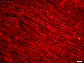 Desmin Rabbit Polyclonal Antibody