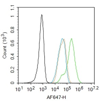 PARP1 Rabbit Polyclonal Antibody