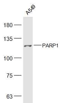 PARP1 Rabbit Polyclonal Antibody
