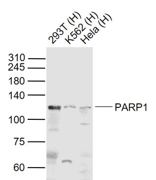 PARP1 Rabbit Polyclonal Antibody