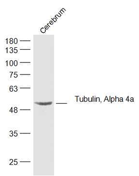 Tubulin, Alpha 4a Rabbit Polyclonal Antibody