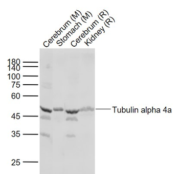 Tubulin, Alpha 4a Rabbit Polyclonal Antibody