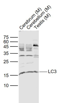 LC3 Rabbit Polyclonal Antibody