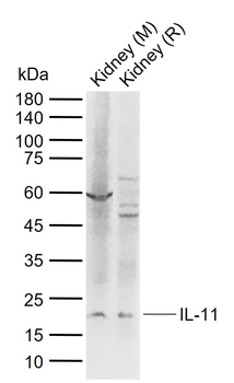 IL-11 Rabbit Polyclonal Antibody