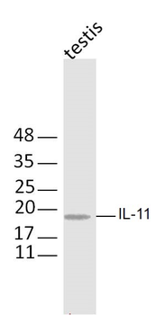 IL-11 Rabbit Polyclonal Antibody