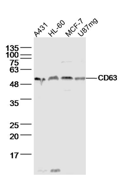 CD63 Rabbit Polyclonal Antibody