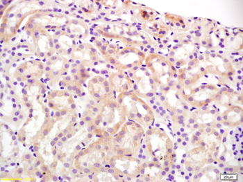 Slco1a1 Rabbit Polyclonal Antibody