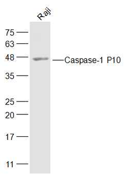Caspase-1 P10 Rabbit Polyclonal Antibody