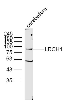 LRCH1 Rabbit Polyclonal Antibody