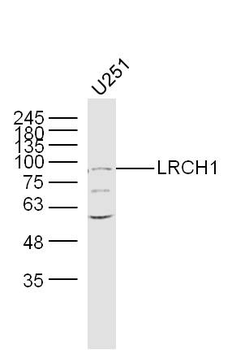 LRCH1 Rabbit Polyclonal Antibody