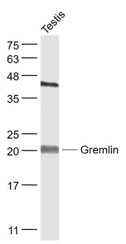 Gremlin Rabbit Polyclonal Antibody