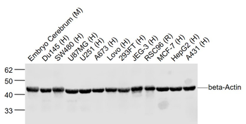 Beta-Actin Rabbit Polyclonal Antibody (Loading Control)