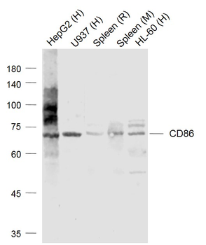 CD86 Rabbit Polyclonal Antibody
