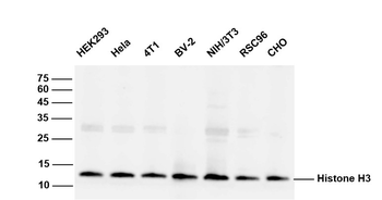 Histone H3 Mouse Monoclonal Antibody (Nuclear Loading Control)