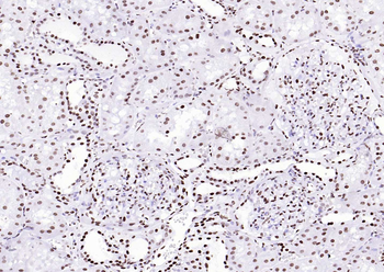 Histone H3 Mouse Monoclonal Antibody (Nuclear Loading Control)