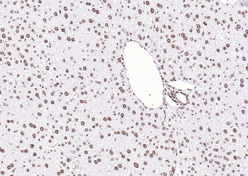 Histone H3 Mouse Monoclonal Antibody (Nuclear Loading Control)