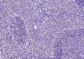 GAPDH Rabbit Polyclonal Antibody (Loading Control)