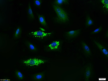 GAPDH Rabbit Polyclonal Antibody (Loading Control)