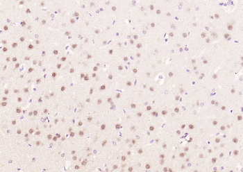GAPDH Rabbit Polyclonal Antibody (Loading Control)