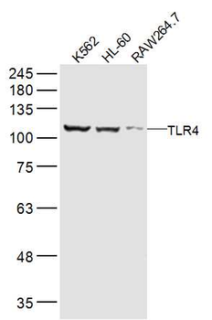 TLR4 Rabbit Polyclonal Antibody