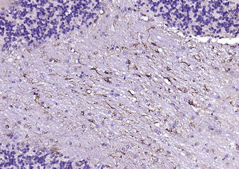 GFAP Rabbit Polyclonal Antibody