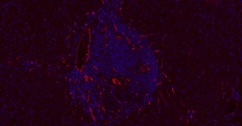CD31 Mouse Monoclonal Antibody