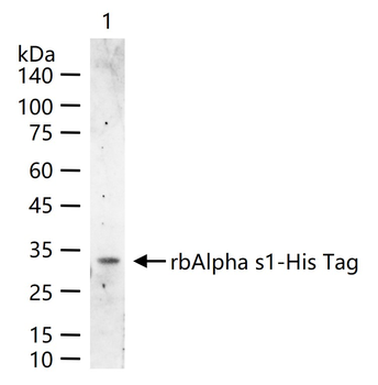 Alpha casein Rabbit Polyclonal Antibody