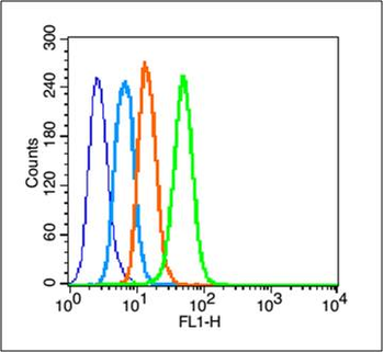 CLDN1 Rabbit Polyclonal Antibody
