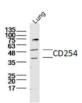 RANKL/CD254 Rabbit Polyclonal Antibody