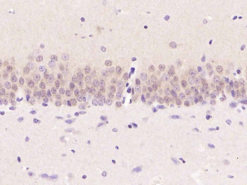 ERK1/2 Mouse Monoclonal Antibody