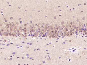 ERK1/2 Mouse Monoclonal Antibody