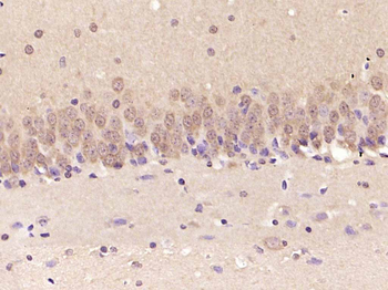 ERK1/2 Mouse Monoclonal Antibody