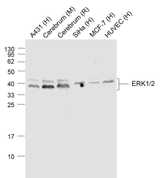 ERK1/2 Mouse Monoclonal Antibody