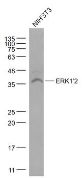 ERK1/2 Mouse Monoclonal Antibody