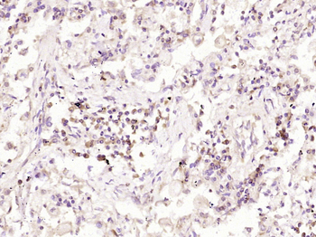 Aquaporin 4 Mouse Monoclonal Antibody