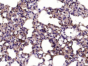 Aquaporin 4 Mouse Monoclonal Antibody